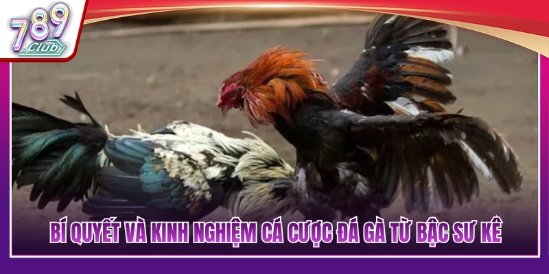 Kinh nghiệm cá cược đá gà và chốt kèo đỉnh cao 